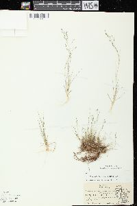 Eragrostis pectinacea var. pectinacea image