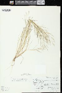 Eragrostis pectinacea var. pectinacea image