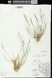 Eragrostis pectinacea var. pectinacea image