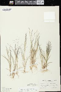 Eragrostis pectinacea var. pectinacea image