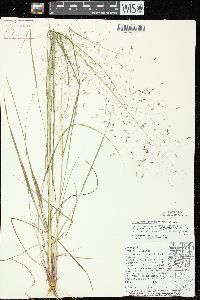 Eragrostis trichodes image