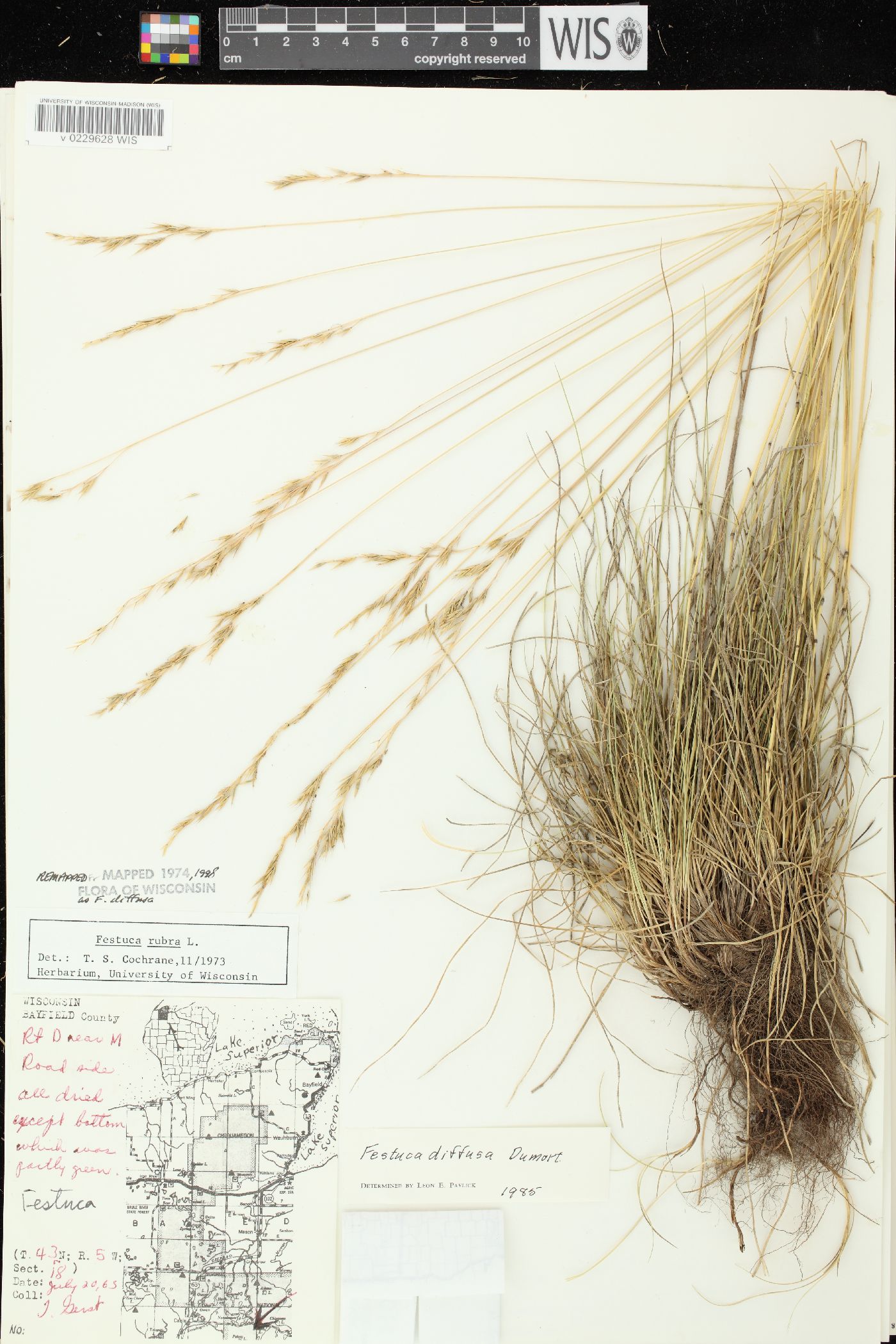 Festuca diffusa image