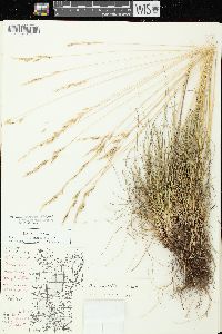 Festuca diffusa image