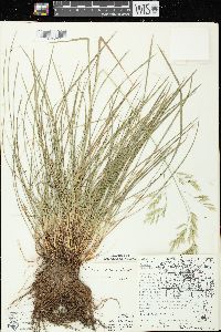 Festuca diffusa image