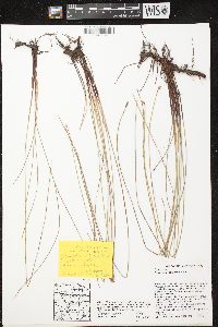 Eleocharis compressa image