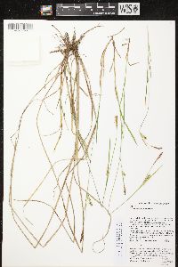 Carex tetanica image