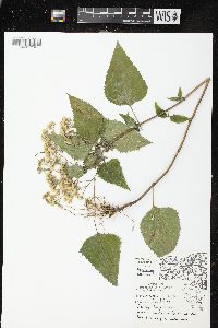 Ageratina altissima var. altissima image