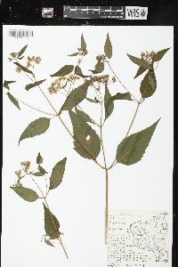 Ageratina altissima var. altissima image