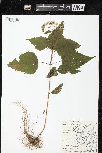 Ageratina altissima var. altissima image