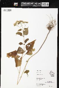 Ageratina altissima var. altissima image