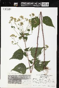 Ageratina altissima var. altissima image