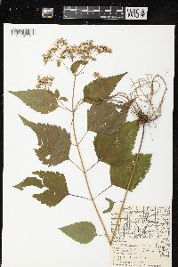 Ageratina altissima var. altissima image