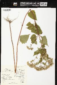 Ageratina altissima var. altissima image