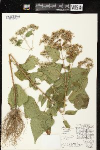 Ageratina altissima var. altissima image