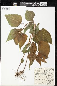 Ageratina altissima var. altissima image