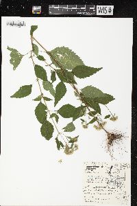 Ageratina altissima var. altissima image