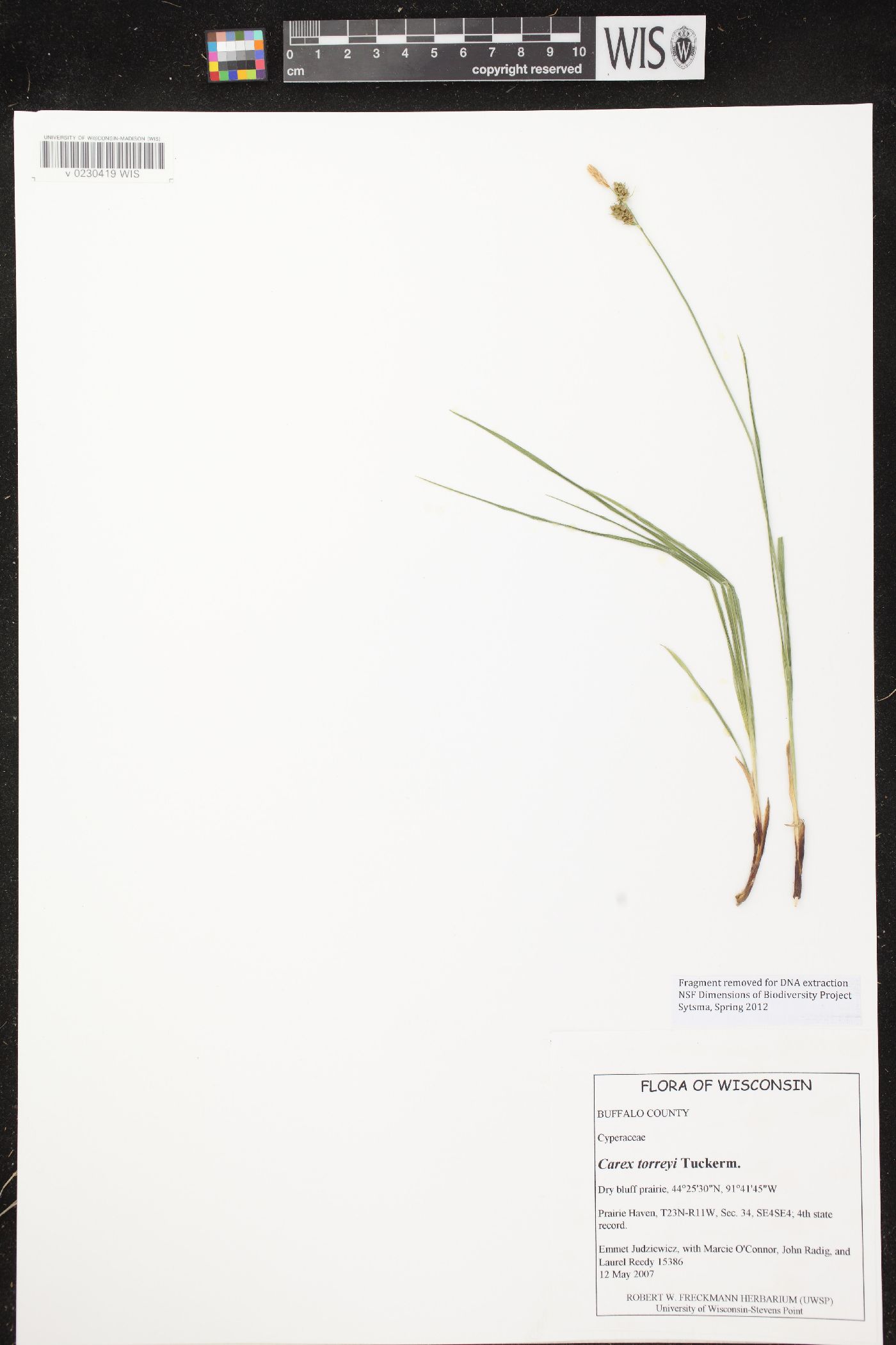 Carex torreyi image