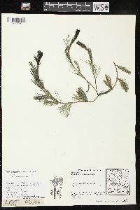 Myriophyllum sibiricum image