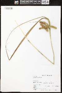 Carex comosa image