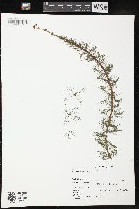 Myriophyllum verticillatum image