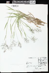 Dichanthelium acuminatum subsp. implicatum image