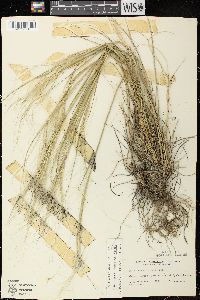 Hesperostipa comata image