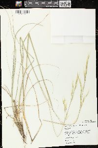 Hesperostipa spartea image