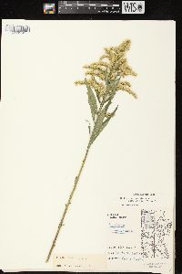 Solidago canadensis var. scabra image