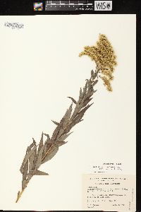 Solidago canadensis var. scabra image