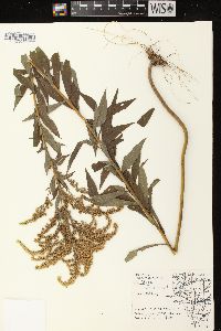 Solidago canadensis var. scabra image