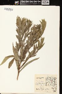 Solidago canadensis var. scabra image