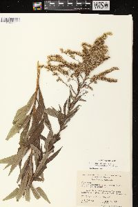 Solidago canadensis var. scabra image