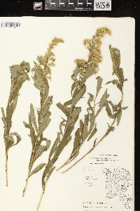 Solidago canadensis var. scabra image