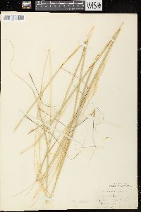 Hesperostipa spartea image