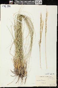 Hesperostipa spartea image