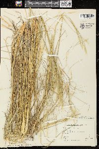 Hesperostipa spartea image