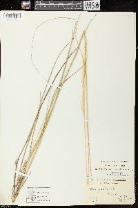 Hesperostipa spartea image