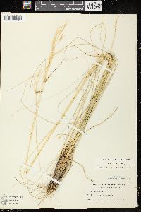 Hesperostipa spartea image