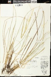 Hesperostipa spartea image