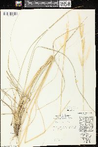 Hesperostipa spartea image