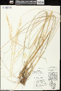 Hesperostipa spartea image