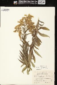 Solidago canadensis var. scabra image