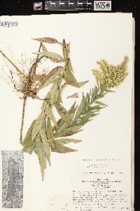 Solidago canadensis var. scabra image