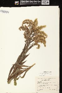 Solidago canadensis var. scabra image