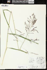 Tridens flavus var. flavus image