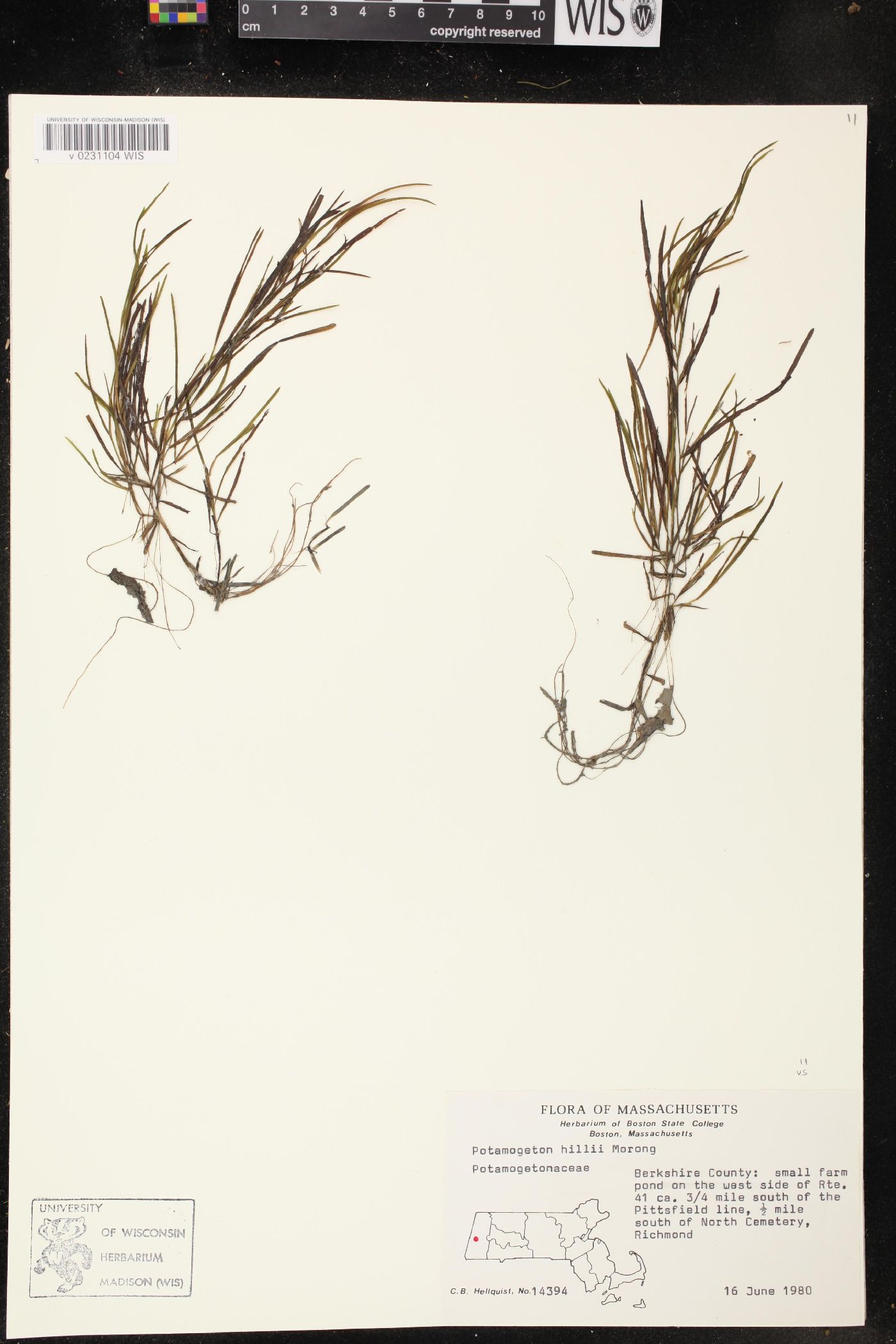 Potamogeton hillii image