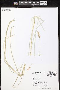 Carex siccata image