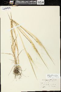 Triticum aestivum image