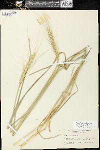 Triticum aestivum image