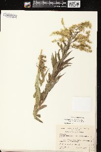 Solidago canadensis var. scabra image